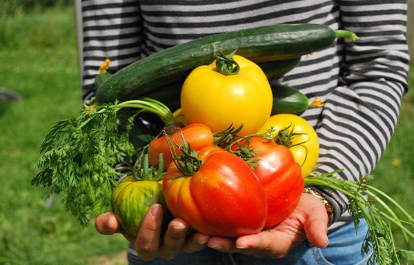 Les avantages d'un potager dans votre jardin