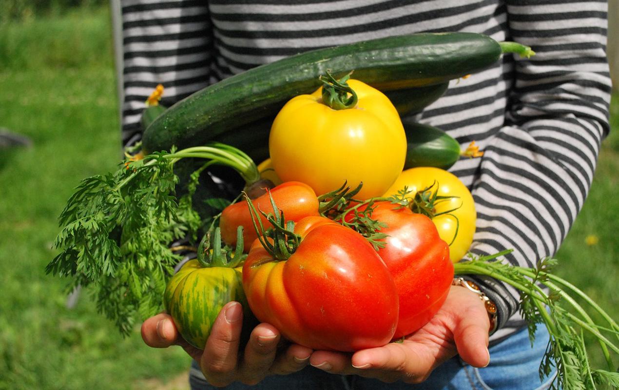 Les avantages d'un potager dans votre jardin