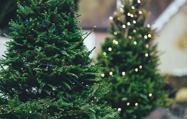 Décorer votre jardin pour Noël