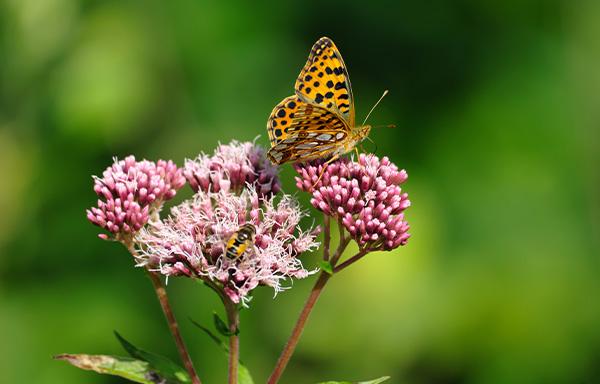 Guide pour concevoir un jardin accueillant pour la faune